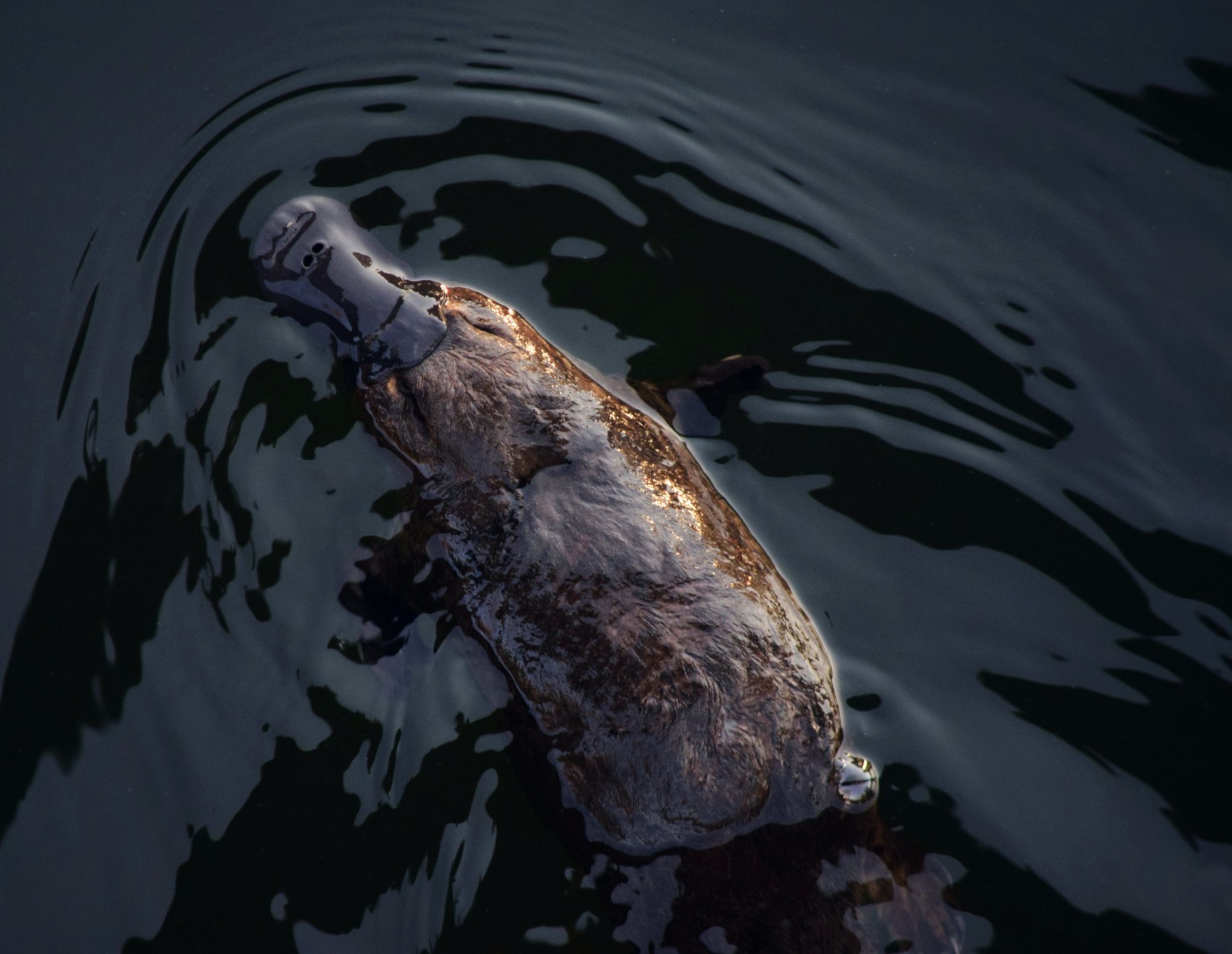 A platypus surfacing in dark Tasmanian river water