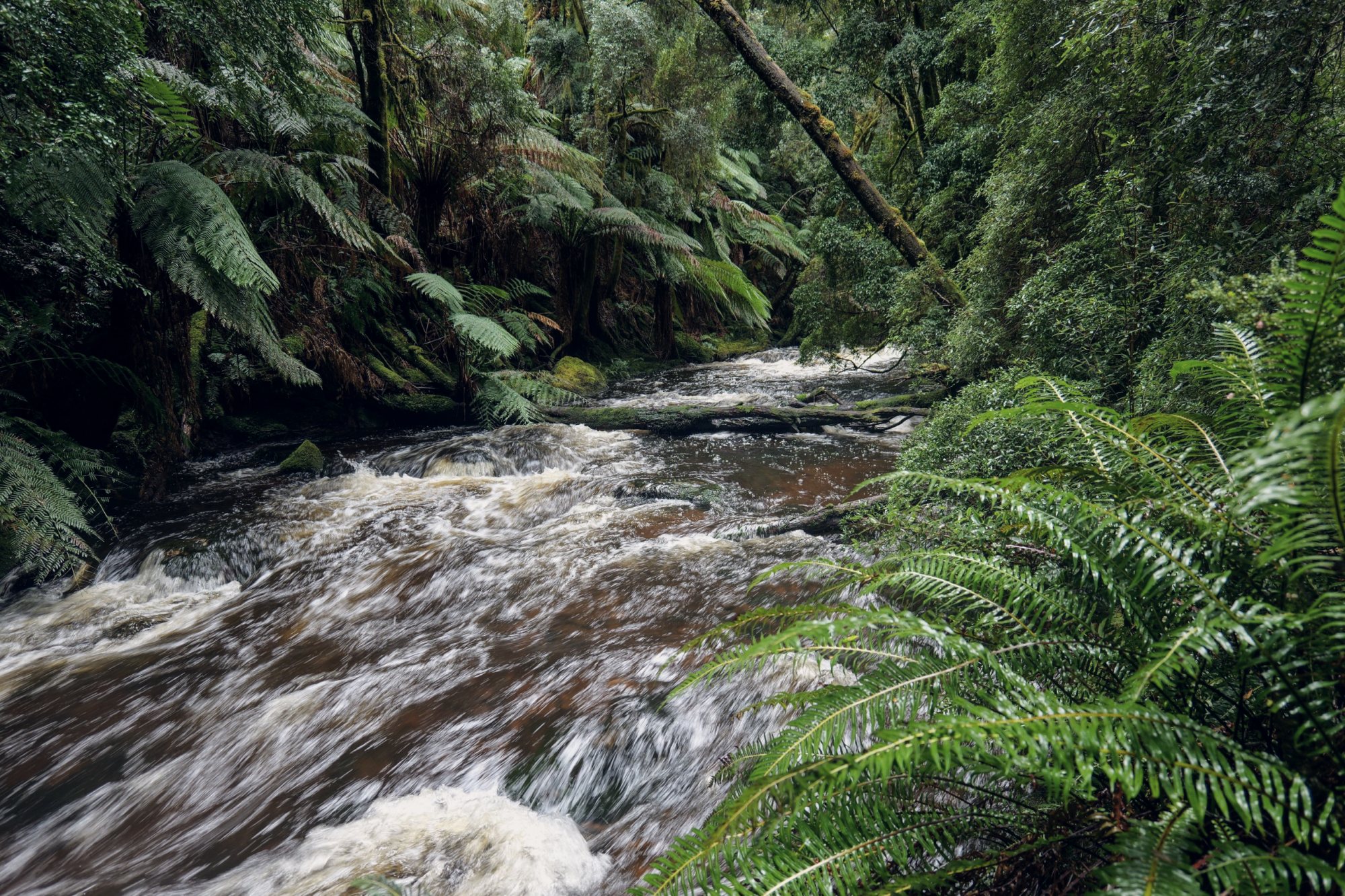 A tannin river running through Tasmanian tree ferns